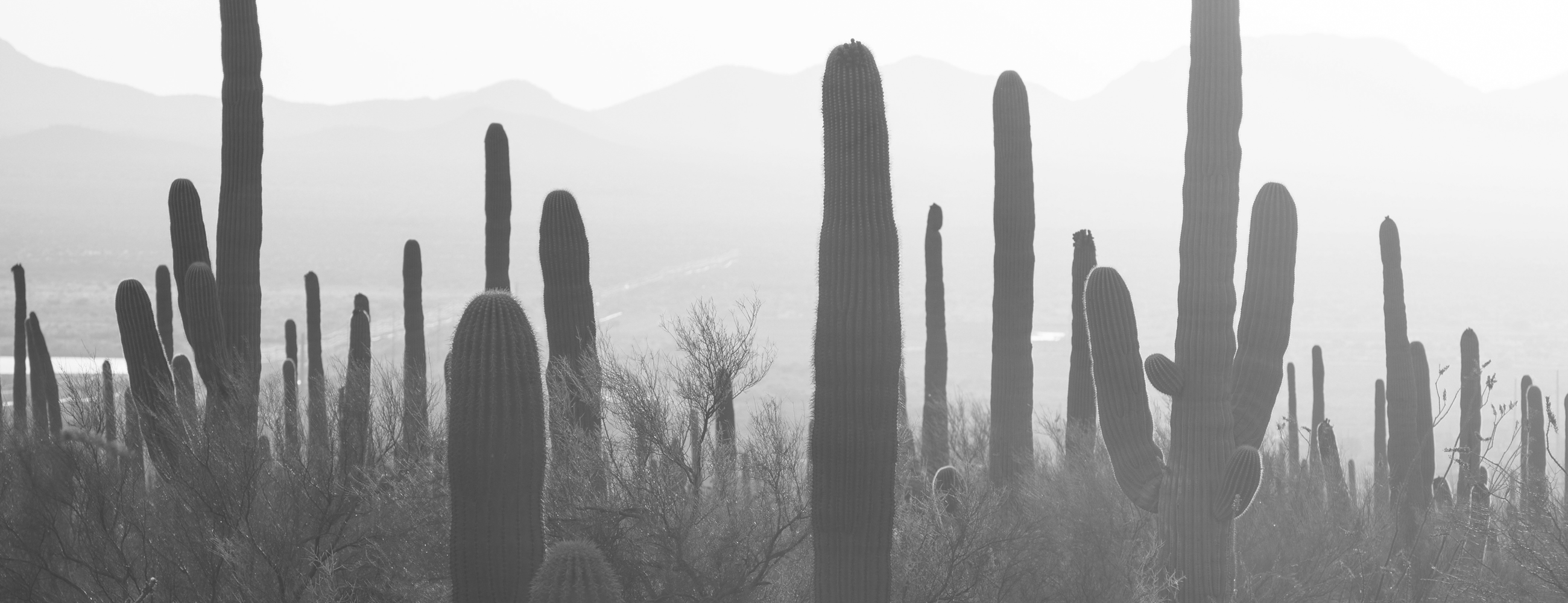 How Cacti Can Help Your Skin  Puristry