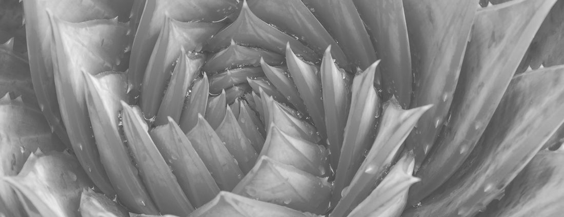 The Benefits of Aloe Vera for Skin