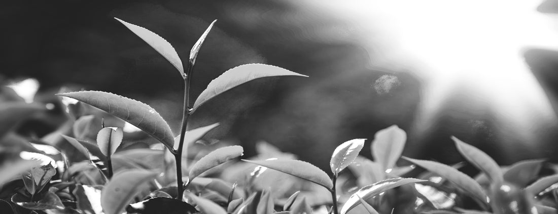 The Benefits of Green Tea for Skin