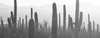 How Cacti Can Help Your Skin