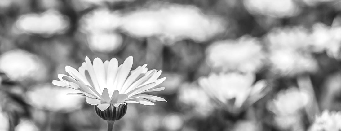 Calendula Benefits for Your Skin