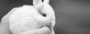 New Cruelty-Free Legislation