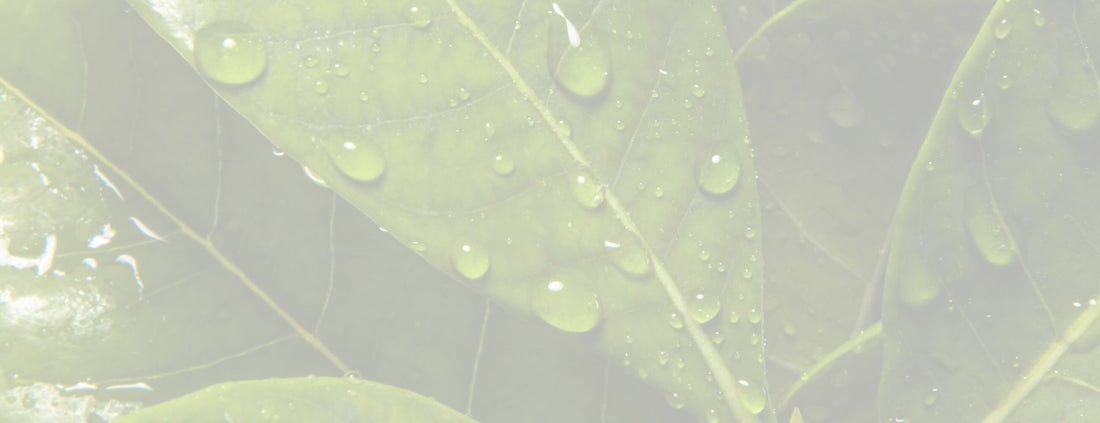 Exploring the Wondrous Benefits of Yerba Mate for Skin