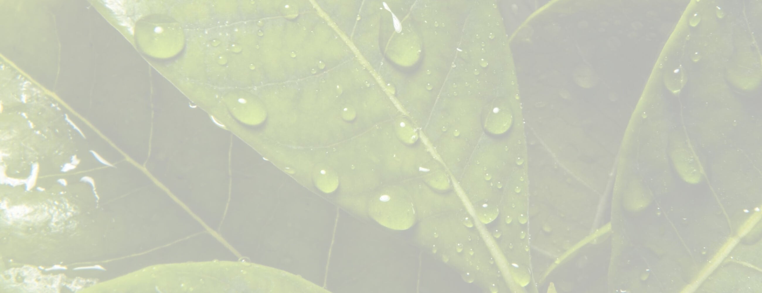 Exploring the Wondrous Benefits of Yerba Mate for Skin