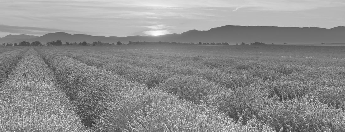 The Benefits of Lavender Oil for Skin