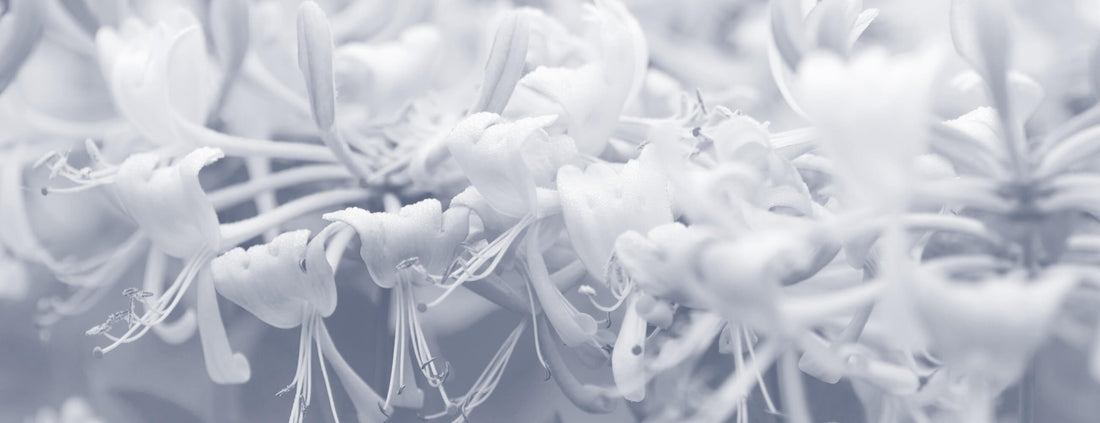 Natural Vs. Chemical in Cosmetics