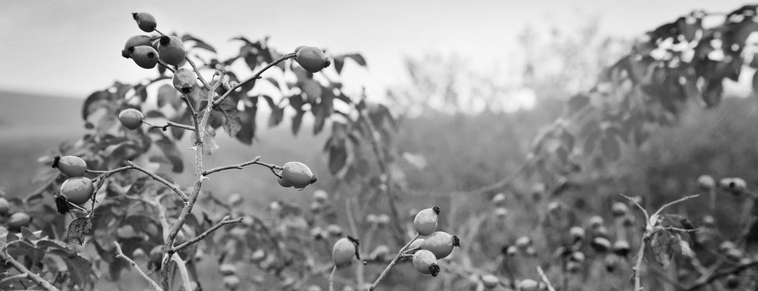 Rosehip Oil Skin Benefits