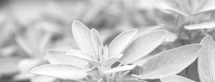 Sage Oil for Clearer Skin