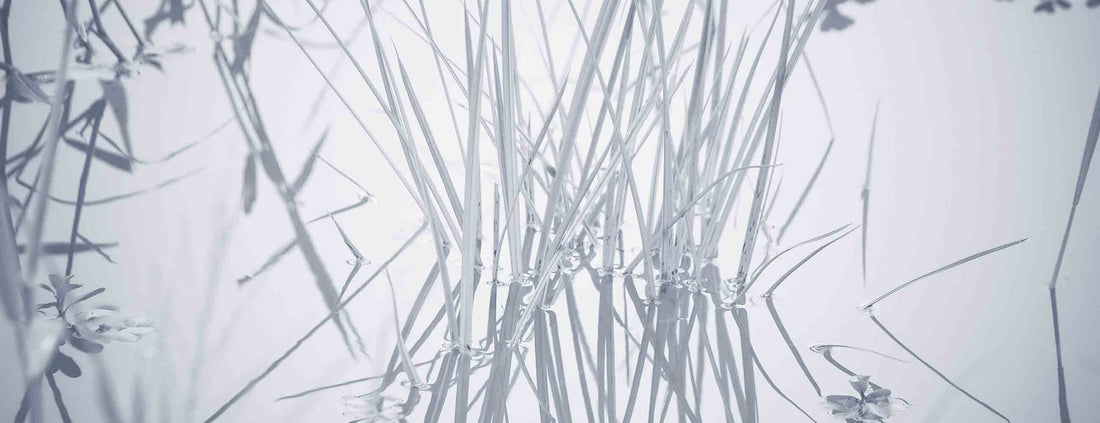 Soothing Vetiver Oil for Skin Cleansing