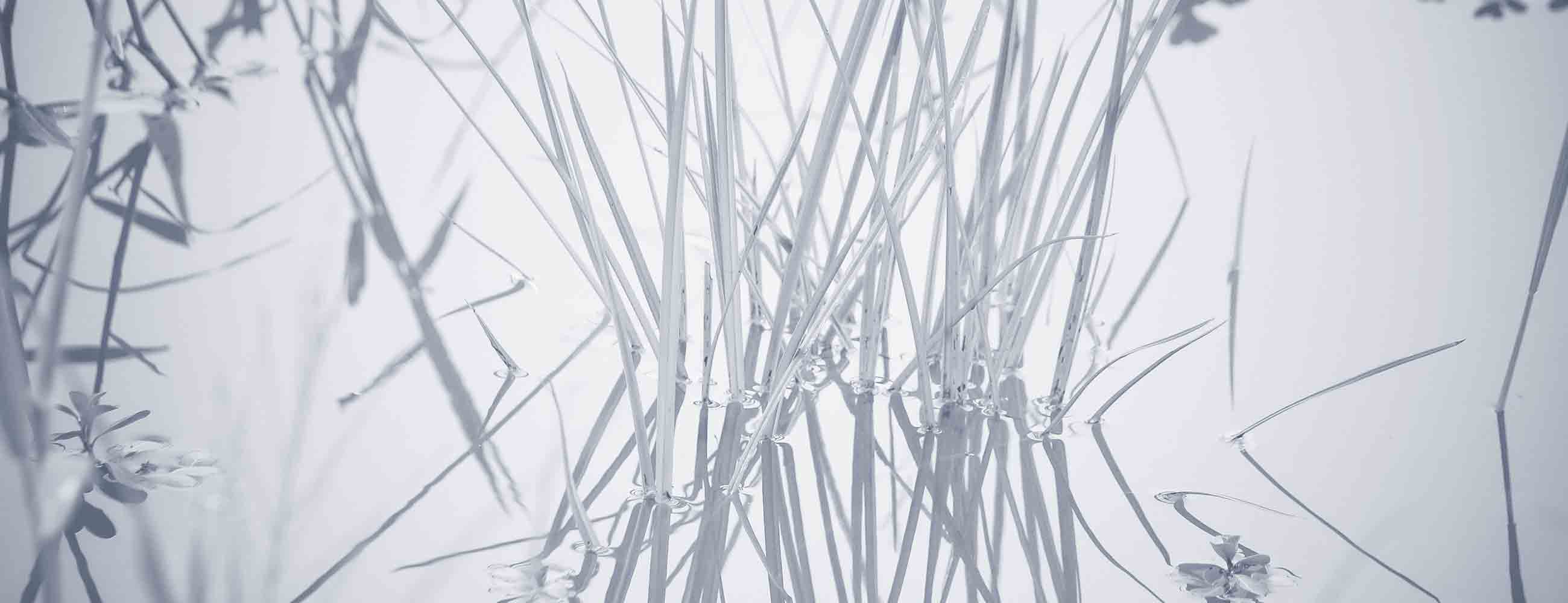 Soothing Vetiver Oil for Skin Cleansing