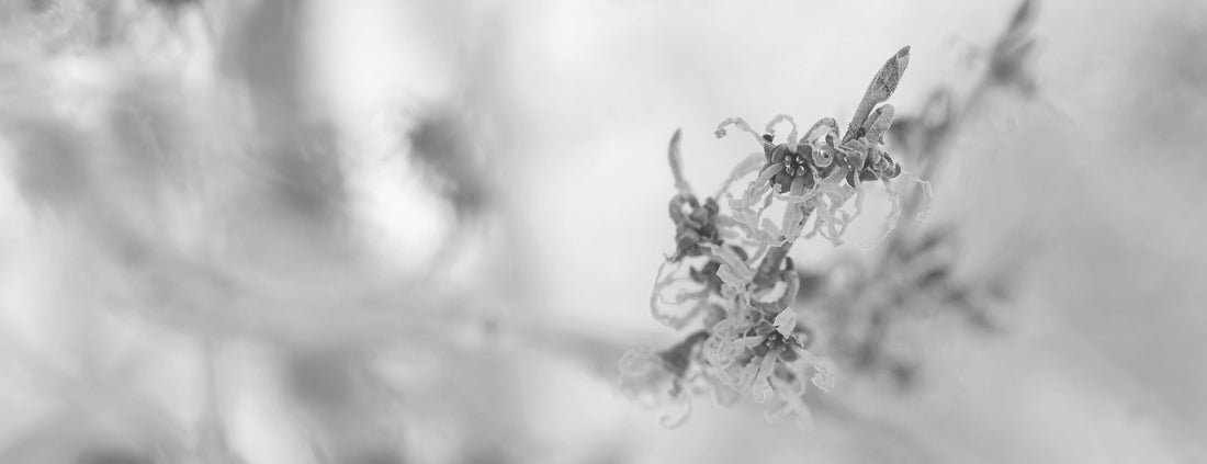 Why Witch Hazel Is So Popular for Acne